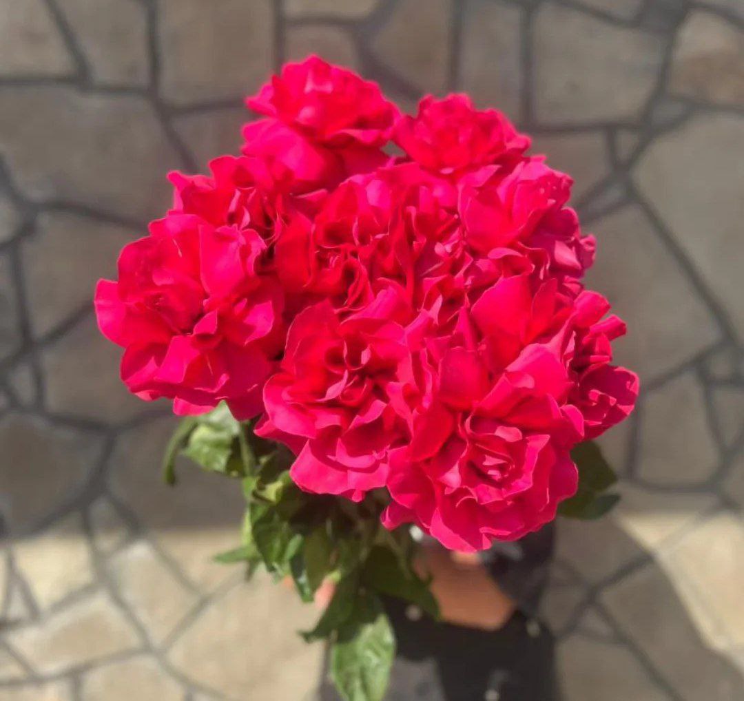 Импортные розы