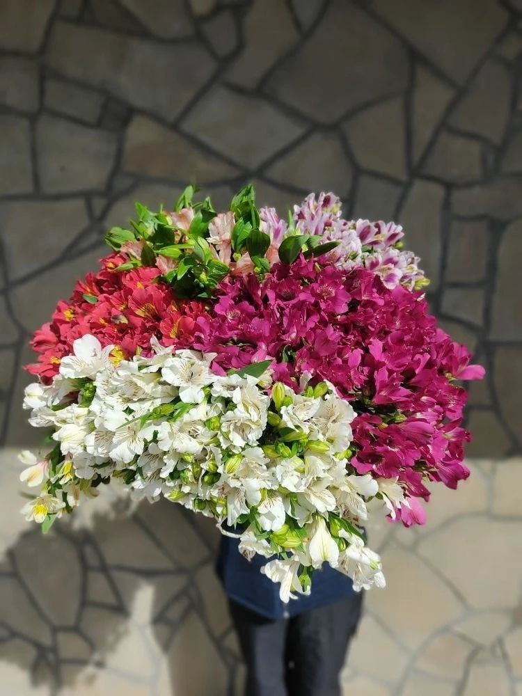 Альстромерия